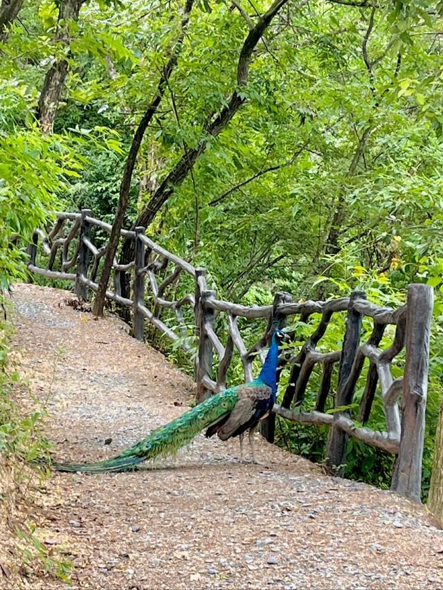 雖然忠言逆耳，但7-8月嘅千島湖真係唔建議去