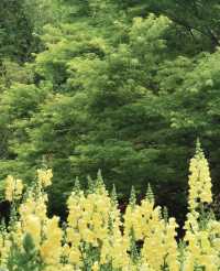 昆明植物園東園|闖入現實版綠野仙蹤！治癒系秘境大公開