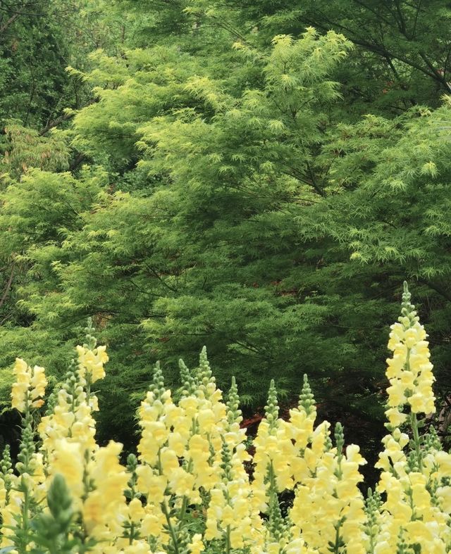 昆明植物園東園|闖入現實版綠野仙蹤！治癒系秘境大公開