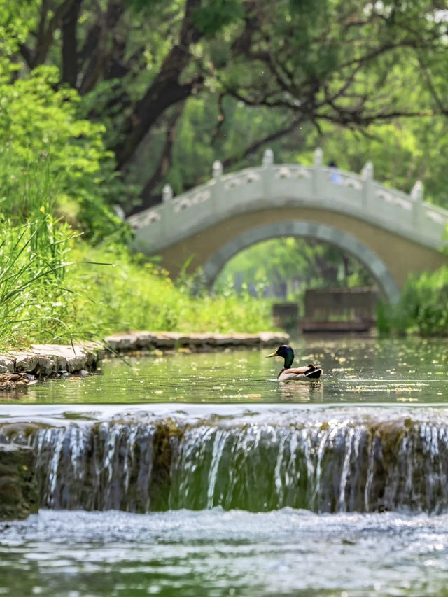 喺北京一個唔小心跌入初夏嘅綠野仙蹤