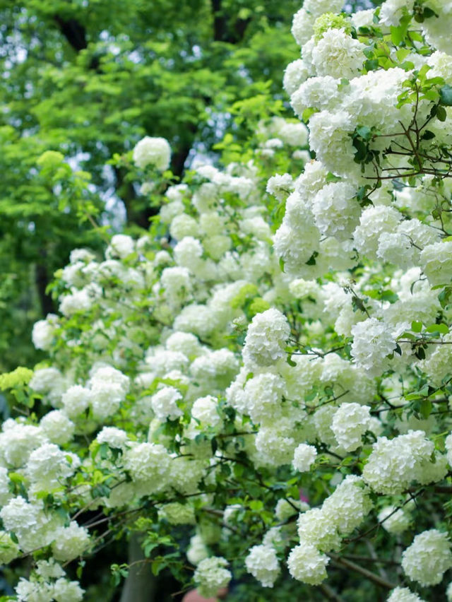 成都植物園｜城市綠洲的繡球花時光