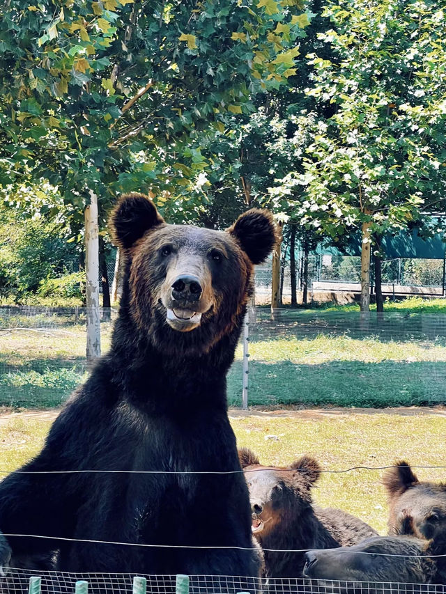 野性與和諧的邂逅——秦皇島野生動物園