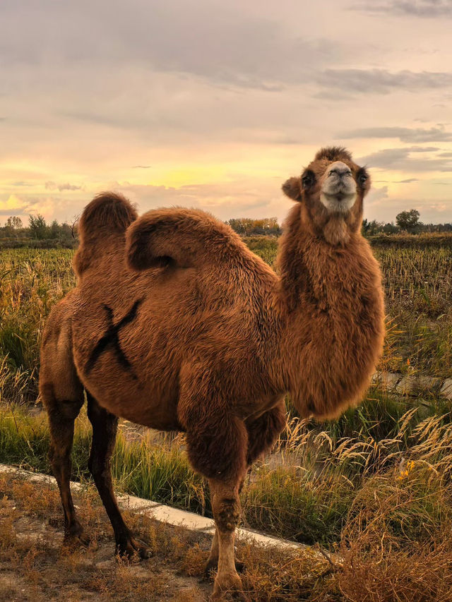 Kanas and Hemu, China: Hidden Gems of Xinjiang’s Scenic Landscapes