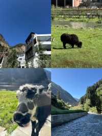 川西｜在四姑娘山住進秋天裡