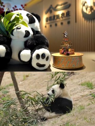 Xi'an 1h Must-visit spot for panda photos