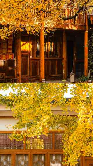 2026銀杏村-觀景台| 騰衝景點指南與旅客實拍| Trip Moments