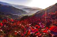 丹霞山秋景如畫