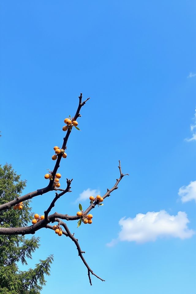 驚嘆杭州周邊六大柿子林秋日限定紅葉拍攝攻略