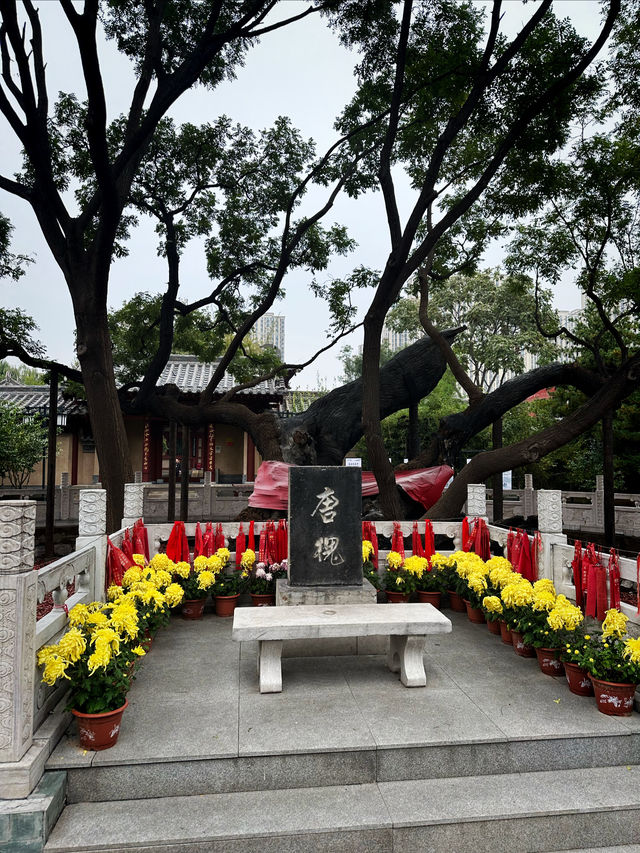 狄公故里拍照指南