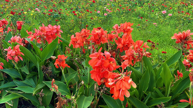 上海薰衣草公園秋日限定|美人蕉綻放的浪漫花海 上海薰衣草公園秋日限定|美人蕉綻放的浪漫花海