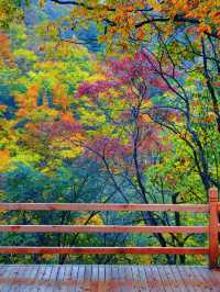 在四川邂逅油畫般的秋天米倉山紅葉季美哭我了!