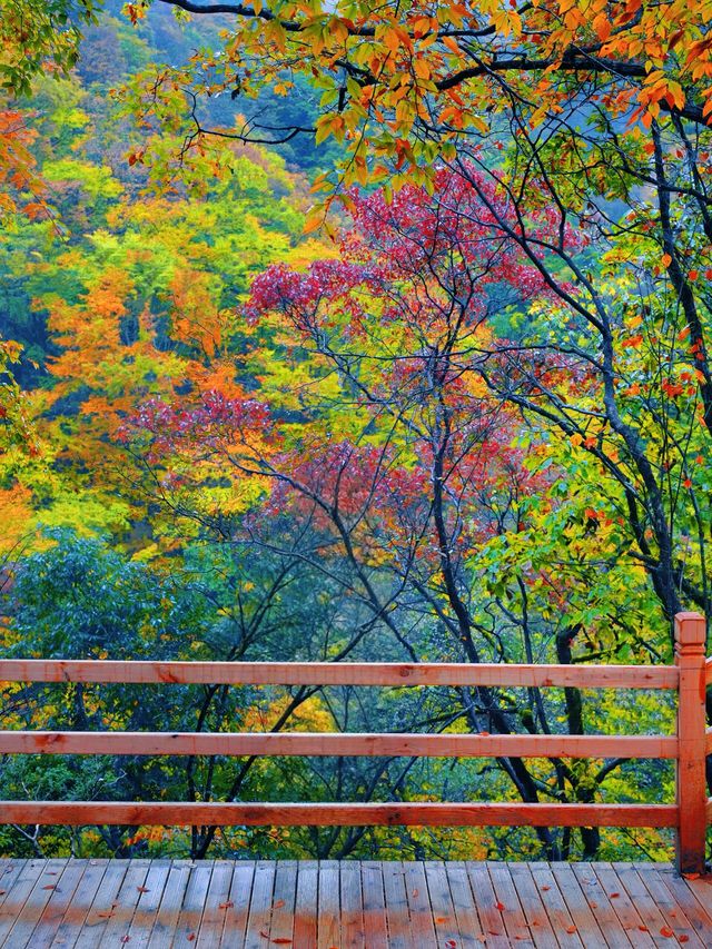 在四川邂逅油畫般的秋天米倉山紅葉季美哭我了! 在四川邂逅油畫般的秋天米倉山紅葉季美哭我了!