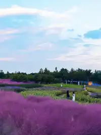 上海秋日限定浪漫，週末快衝！附攻略