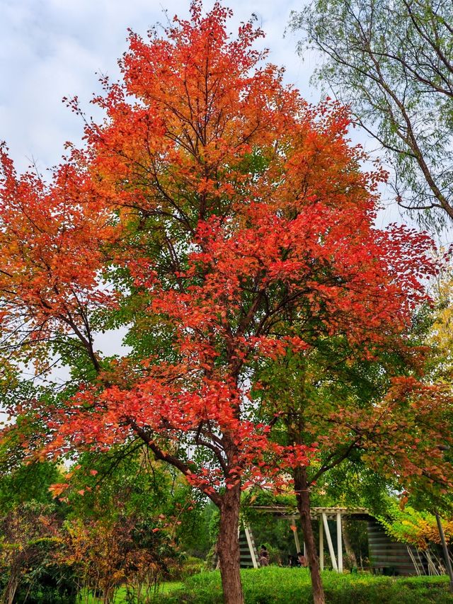 秋日限定西安浐灞濕地公園美翻了免費童話秘境打卡攻略 秋日限定西安浐灞濕地公園美翻了免費童話秘境打卡攻略