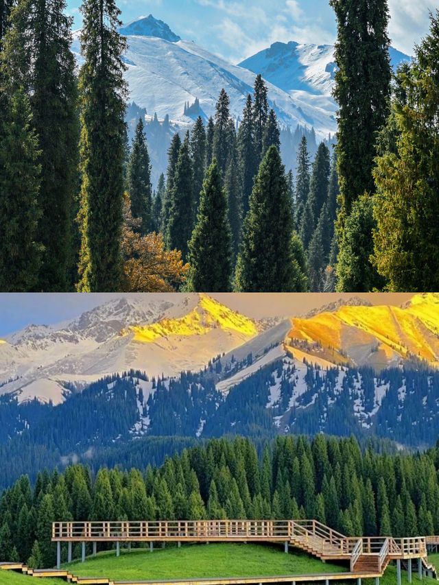 新疆庫爾德寧旅遊攻略｜天山腹地的秋色天花板