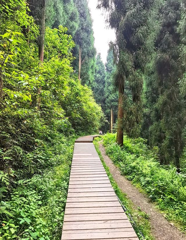 暮光森林秘境 暮光森林秘境