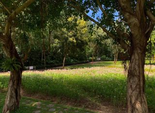 独り占めできる静かな花海の秘境