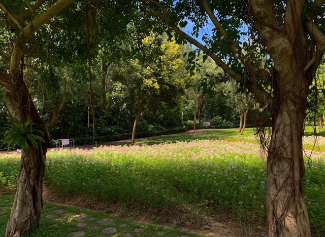 獨享靜謐花海秘境