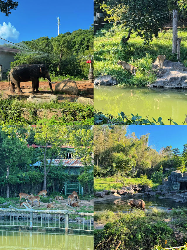 寧波一日遊!寧波野生動物園遛娃全職業攻略! 寧波一日遊!寧波野生動物園遛娃全職業攻略!