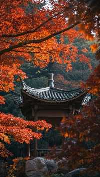 濟南秋色醉美紅妝