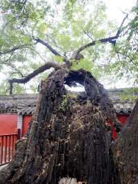 曲阜CityWalk | 走進孔子一生，感受千年儒學風韻