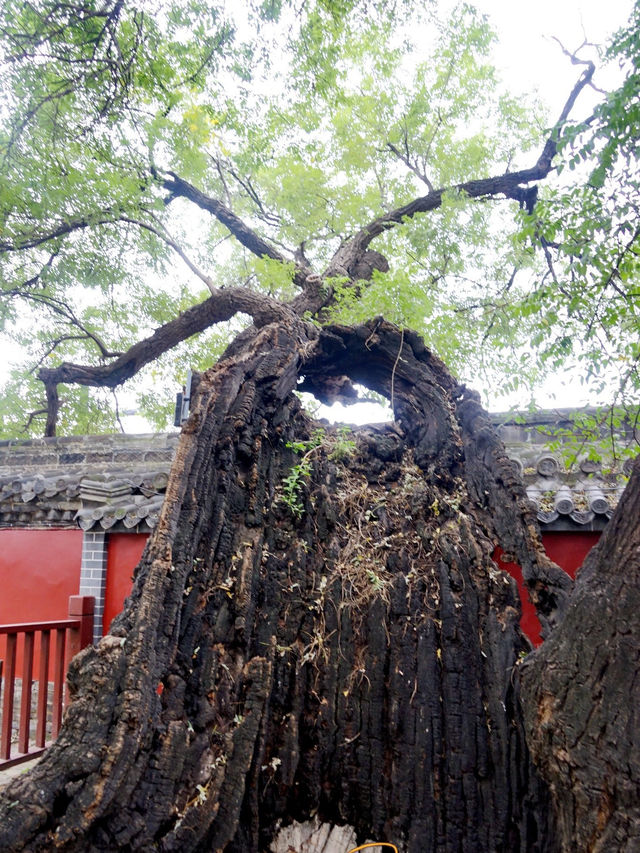 曲阜CityWalk | 走進孔子一生，感受千年儒學風韻