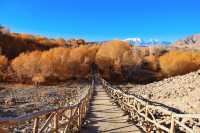 2025南疆庫車_喀什十天胡楊遊