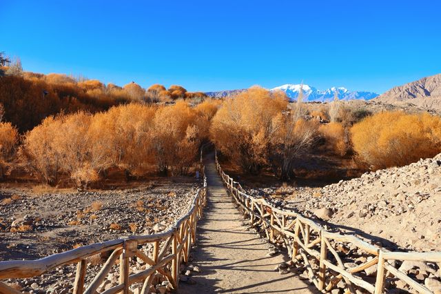 2025南疆庫車_喀什十天胡楊遊 2025南疆庫車_喀什十天胡楊遊