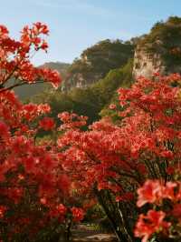 帶娃衝莫干山賞楓！95%紅楓美到尖叫