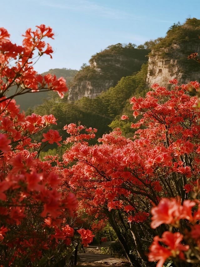 帶娃衝莫干山賞楓！95%紅楓美到尖叫