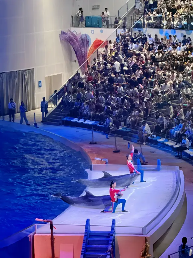 One-day tour of Shanghai Haichang Ocean Park! A super comprehensive nanny-level guide, focusing on a relaxed vibe!