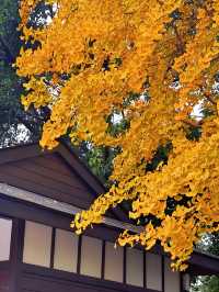 成都浣花溪這是什麼神仙賞楓秘境!