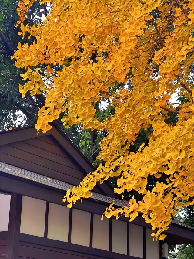 成都浣花溪這是什麼神仙賞楓秘境! 成都浣花溪這是什麼神仙賞楓秘境!