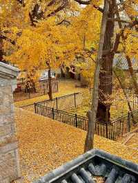 銀杏季現代古建同框