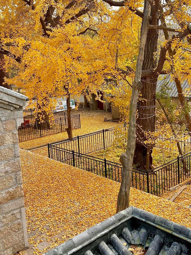 銀杏季現代古建同框