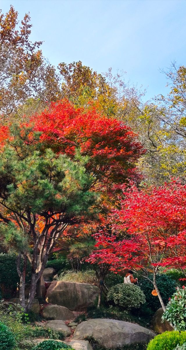 秋日青島楓葉秘境 秋日青島楓葉秘境