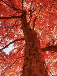 暴走南太行｜邂逅別樣秋色與自我昇華