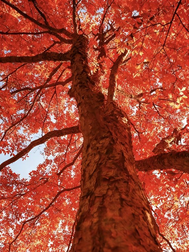 暴走南太行｜邂逅別樣秋色與自我昇華