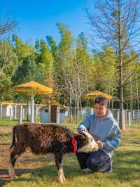 江浙滬這座寶藏樂園！已經被這裡動物萌化了
