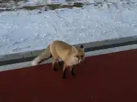 18張圖記錄我的賽里木湖庫爾德寧冰雪之旅