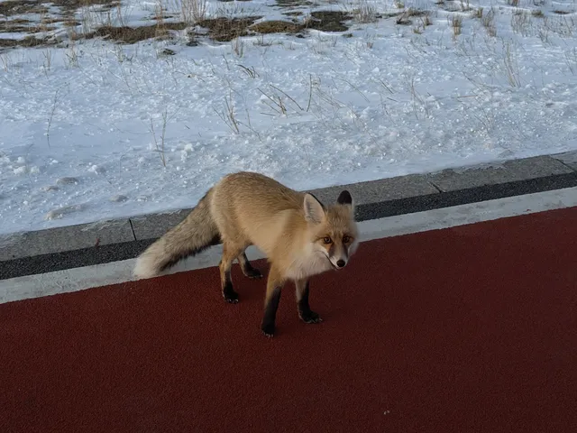 18張圖記錄我的賽里木湖庫爾德寧冰雪之旅 18張圖記錄我的賽里木湖庫爾德寧冰雪之旅