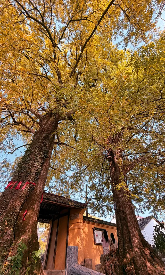 全屏打開莫干山的秋實況也太美了 全屏打開莫干山的秋實況也太美了