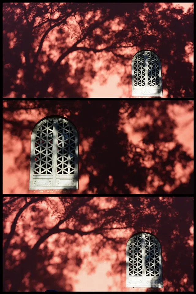 南京鼓樓公園銀杏｜紅牆光影+古今同框