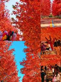 陽澄湖楓葉真的美到窒息超詳細攻略來啦 深秋的蘇州 簡直是人間天堂 除了人山人海的天