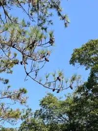 每週一山｜藏在江門的治癒系神山！