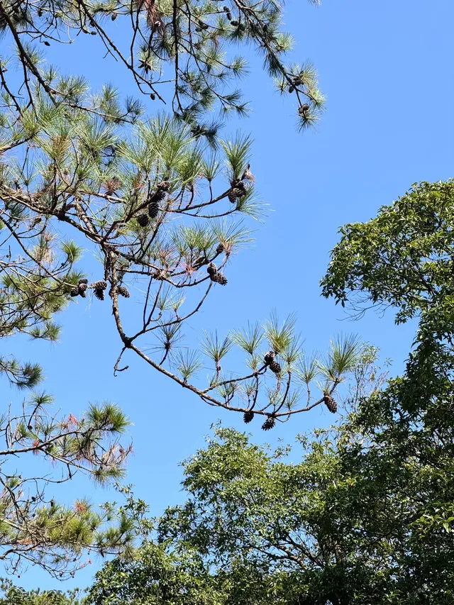 每週一山｜藏在江門的治癒系神山！