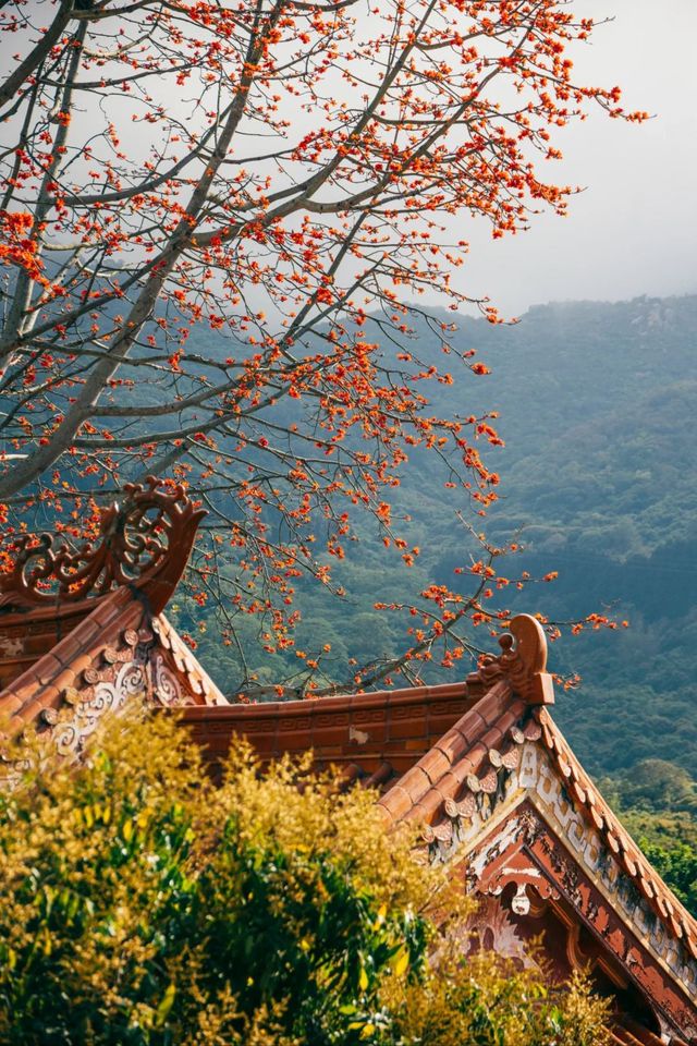 南澳古剎南山寺,木棉盛開如詩畫 南澳古剎南山寺,木棉盛開如詩畫
