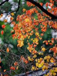 隱秘在魔都的秋日秘境！古漪園賞秋yyds