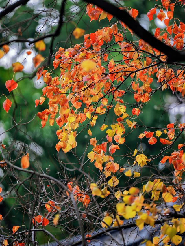 隱秘在魔都的秋日秘境！古漪園賞秋yyds