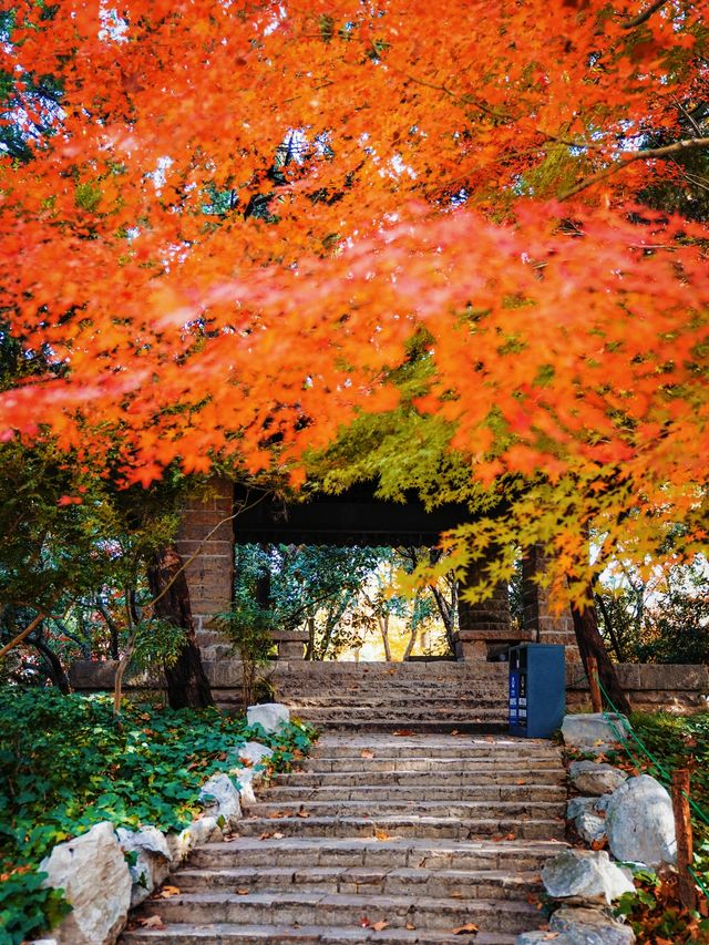 又是一年楓葉紅時魯迅公園賞楓攻略來啦！